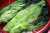 青高菜漬