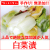 白菜漬