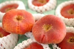 ����ʤФ�Ȥ��ˡ����Ѵ��������Ǥ�������6�̡���18�̡�Ĺ��ڤ�ʡ�绺��