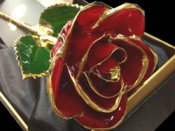 永遠に咲き続ける「本物の薔薇」！カラーローズ