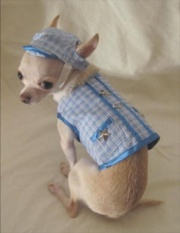 Blue Little Star Dog Harness ブルー リトル スター ドッグ ハーネス
