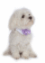 【Doggie Design】Pink Satin Bow Tie & Collar
