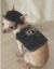 Camouflage Dog Harness カモフラージュ ドッグ ハーネス