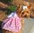 Doggie Design（ドギーデザイン）Pink Daisy Flower Garden Dress デイジー フラワー ガーデン ドレス セット
