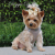 Doggie Design（ドギーデザイン）American River Ultra Harness Beige アメリカン リバー ウルトラ ハーネス ベージュ