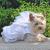 Doggie Design（ドギーデザイン）Wedding Dress W/Veil & Leash ウエディング ドレス セット