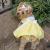 Doggie Design（ドギーデザイン）Yellow Denim and Daisy Dog Dress Set イエロー デニム デイジー ドレス セット