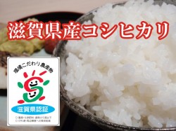 コシヒカリ