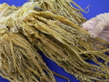 �����­�Ǵ���(1��250g)��¤��Ǥ�� �ٻ�ǵ̣����
