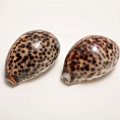 Tiger cowry shell