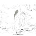 �������롼����