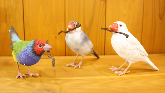 バーディビル　コキンチョウ　ごま塩文鳥　白文鳥