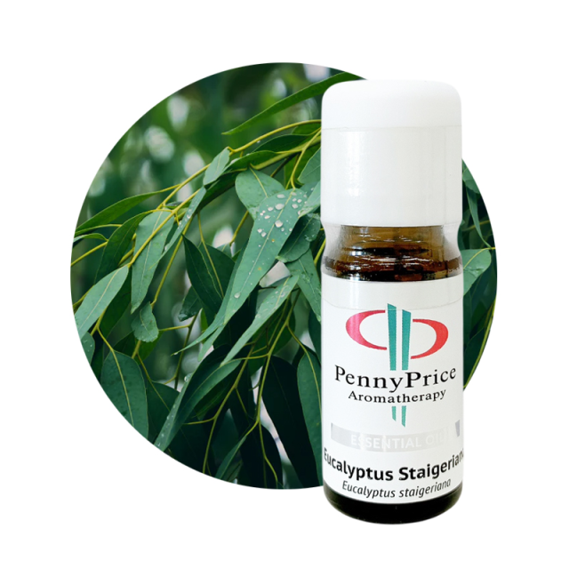 ユーカリシュタイゲリアナ