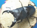 �ޥ��ɥå��ҥ饿���塞����89�ߥ�ڥ�