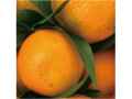 �����ꥢ�󥸥��顼�ȡ��ޥ����󥪥�󥸥���١�125ml��<����>
