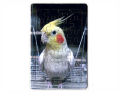 �ڤޤ¤���ɤꤣ�ޤ��ۡ��Ѥ���1/�����ᡦ����Ρ�