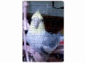 �ڤޤ¤���ɤꤣ�ޤ��ۡ��Ѥ���5/������