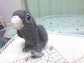 �ڥ��꡼�Υԥ��ۡ����ӥ���/��������