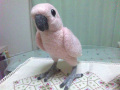 �ڥ��꡼�Υԥ��ۡ����ӥ���/�����Х���
