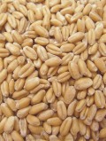 ���̤����۾�����100g