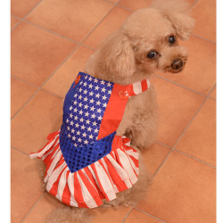 WonderDog_1.jpg