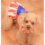 WonderDog_3.jpg