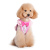 snapgo-sweetbow-lady-dog-1.jpg