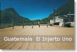 エルインヘルト農園 徳島ブラジルコーヒ