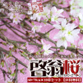 さくら 切花 けいおう桜 【啓翁桜 約60-70cm×10本セット】≪送料無料≫
