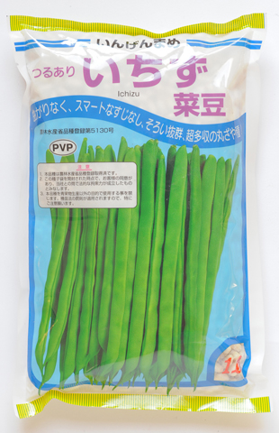 菜豆（つるあり）　いちず