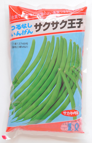 菜豆（つるなし）　サクサク王子