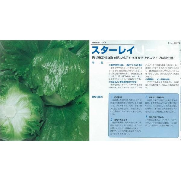 レタス　スターレイ