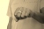 ユニコーン紋章
