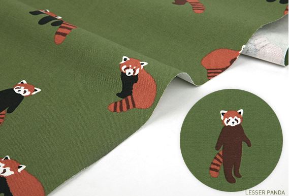 Lesser panda