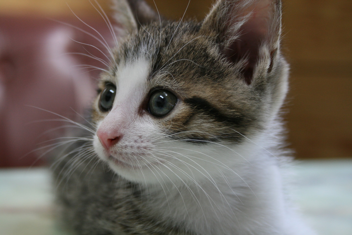 ろぼねこ