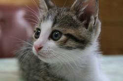 ろぼねこ