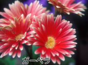 �����٥�