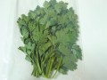 イタリアンパセリ　1kg　【送料無料】