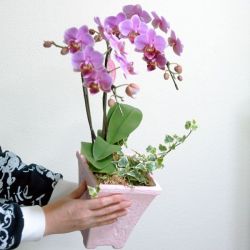 �ߥǥ���ĳ�������տ�ʪ�ڳ�ȭ�����2��Ω�����ԥ� [��]