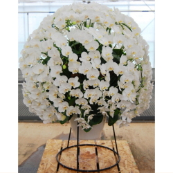 �����ѡ��ܡ��롡�ߥǥ���ĳ���������̻�Ω�� �ڥۥ磻�ȡ�[��] �����23�衦����̵����