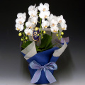 ������ �ߥǥ���ĳ���������ѡ����ޥӥꥹ��3��Ω��