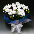 ������ �ߥǥ���ĳ���������ѡ����ޥӥꥹ��5��Ω��