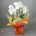�ߥǥ���ĳ����3��Ω�������������������̵����