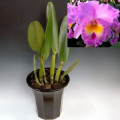Rsc. Pamela Hetherington��Coronation��FCC/AOS��Lc. Paradisio x Bc. Mount Anderson (1970) Registered by Stewart Inc.> ���ȥ쥢