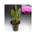 Lc. Melody Fair 'Summer King'