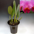 Sc. Drumbeat��Triumph��AM/AOS-HOS-JOS, SQ/JOGA��C. Horace x Lc. Bonanza (1967) Registered by Stewart Inc.> ���ȥ쥢 ���ָ����߳�