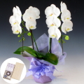 ������ �ߥǥ���ĳ�� 2��Ω�� �� ��������Τ����� ø�Ϥκ� ��Ȣ�⤭�����������å� �����ܹ�Ʋ�� ������ã ��������������̵����