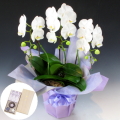 ������ �ߥǥ���ĳ�� 3��Ω�� �� ��������Τ����� ø�Ϥκ� ��Ȣ�⤭�����������å� �����ܹ�Ʋ�� ������ã ��������������̵����