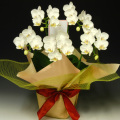 �ߥǥ���ĳ���������ѡ����ޥӥꥹ��5��Ω���������å����Ϥ�