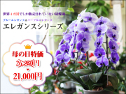 �����祦���ʥ֥롼���쥬�󥹡��ѡ��ץ륨�쥬�󥹡�